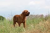 TOSA INU 092